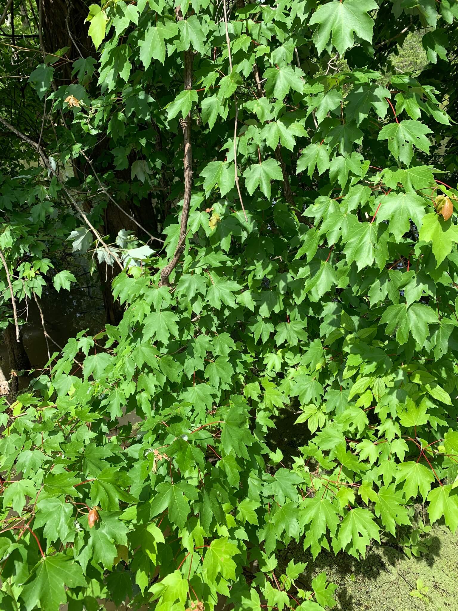 Acer rubrum var. Drummondii